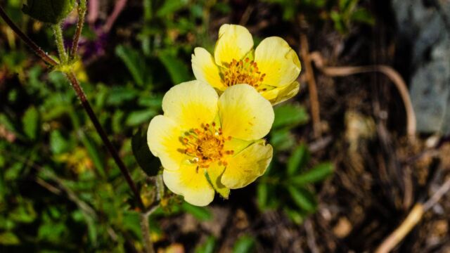 Drymocallis lactea (not sure of subspecies) Woodbeauty, Drymocallis lactea