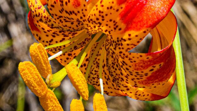 Lilium pardalinum ssp. shastense Shasta lily, Lilium pardalinum ssp. shastense