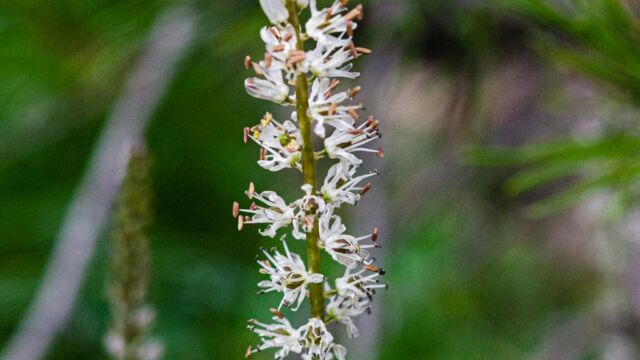 Hastingsia alba White rushlily, Hastingsia alba