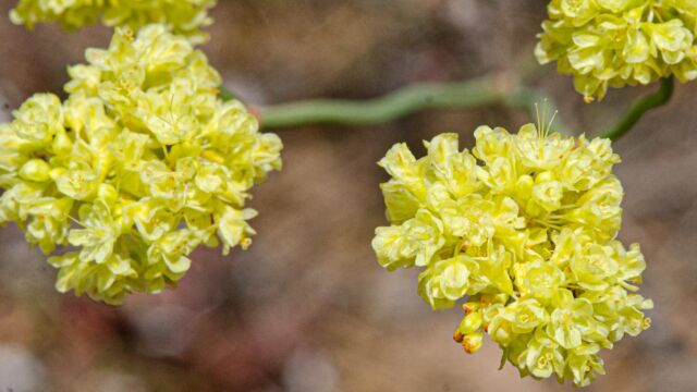 Eriogonum nudum var. oblongifolium Naked buckwheat, Eriogonum nudum var. oblongifolium