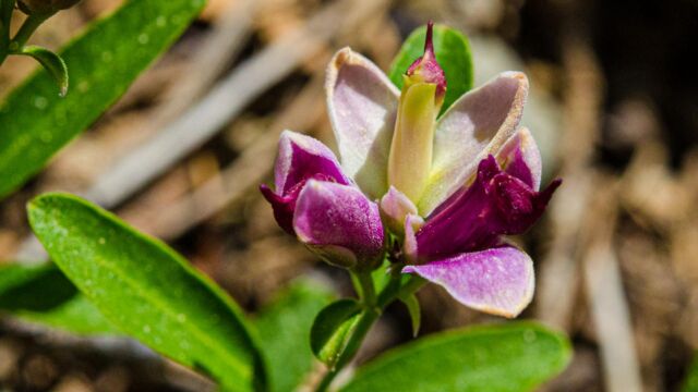 Rhinotropis cornuta (Polygala cornuta) Sierra milkwort, Rhinotropis cornuta (Polygala cornuta)