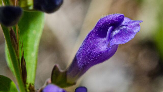 Scutellaria antirrhinoides Nose skullcap, Scutellaria antirrhinoides