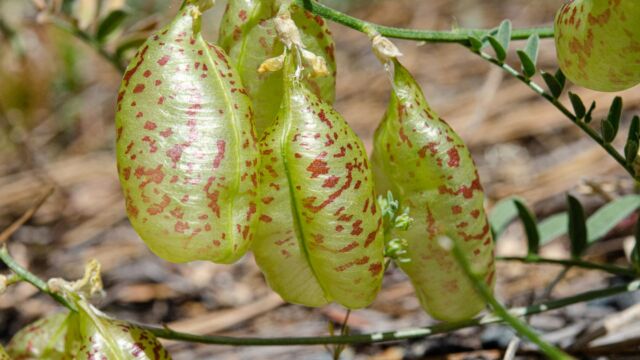 Astragalus whitneyi var. siskiyouensis Siskiyou milkvetch, Astragalus whitneyi var. siskiyouensis