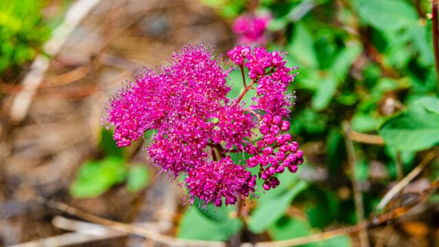 Spiraea splendens Rose meadowsweet, Spiraea splendens