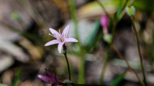Kelloggia galioides Milk kelloggia, Kelloggia galioides