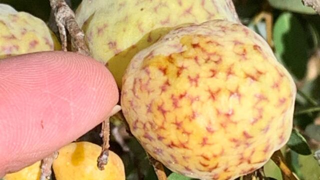 Andricus vacciniifoliae Golden Oak Apple Gall Wasp, Andricus vacciniifoliae