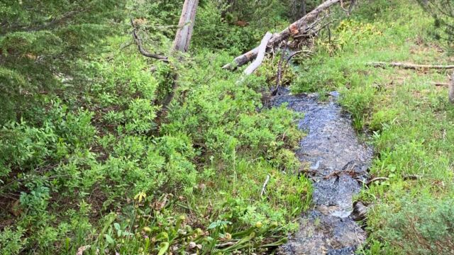 There is a creek running near the lower portion of the trail Kangaroo Lake Botanical Area