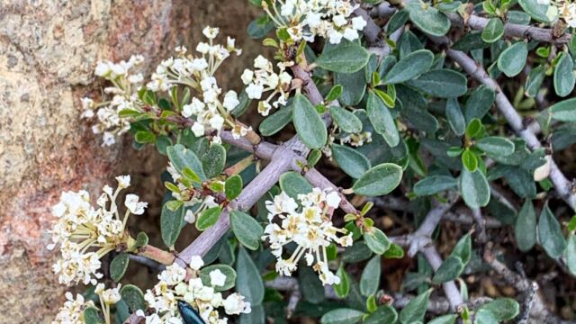 Ceanothus sp.