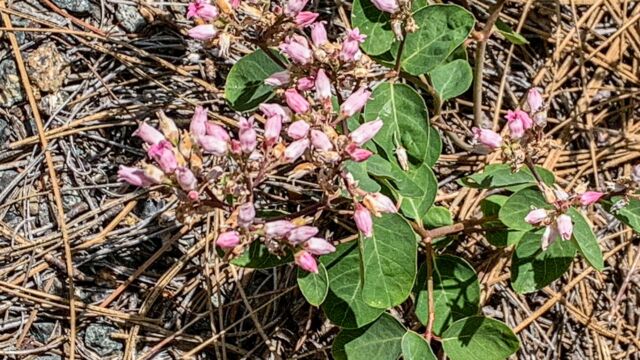 Apocynum androsaemifolium Spreading dogbane, Apocynum androsaemifolium