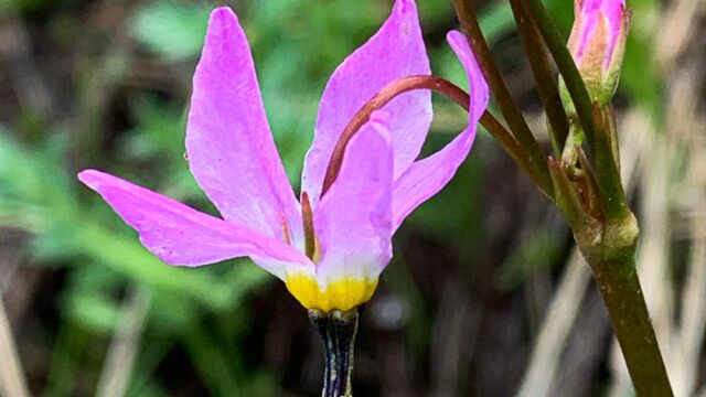 Primula jeffreyi Sierra shooting star, Primula jeffreyi