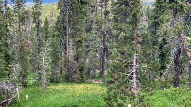 Off to the side at several places you will find wet areas that are filled with pitcher plants Kangaroo Lake Botanical Area