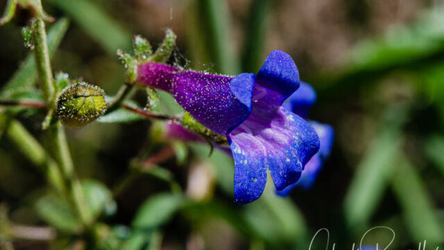 Penstemon laetus var. laetus Mountain blue penstemon, Penstemon laetus var. laetus