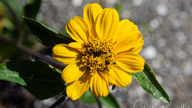 Helianthella californica var. nevadensis Nevada helianthella, Helianthella californica var. nevadensis