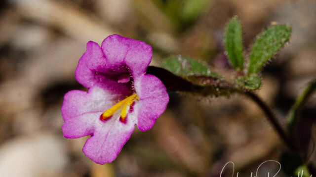 Diplacus torreyi Torrey's monkeyflower, Diplacus torreyi