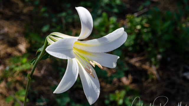 Lilium washingtonianum ssp. washingtonianum Washington lily, Lilium washingtonianum ssp. washingtonianum