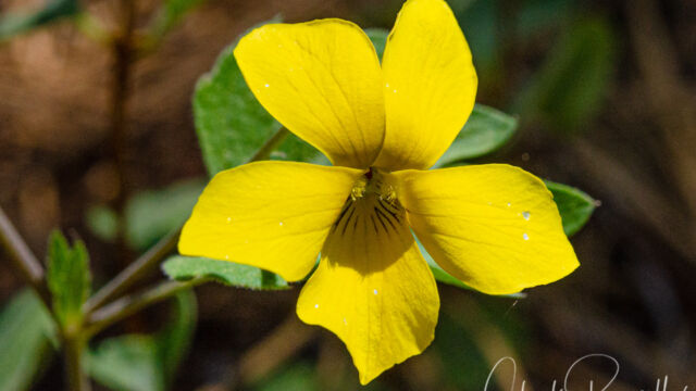Viola lobata ssp. lobata Pine violet, Viola lobata ssp. lobata