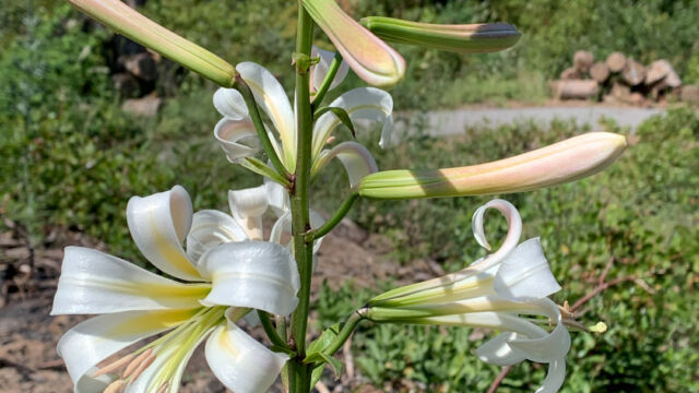 Lilium washingtonianum ssp. washingtonianum Washington lily, Lilium washingtonianum ssp. washingtonianum