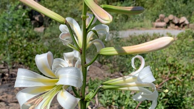 Lilium washingtonianum ssp. washingtonianum Washington lily, Lilium washingtonianum ssp. washingtonianum