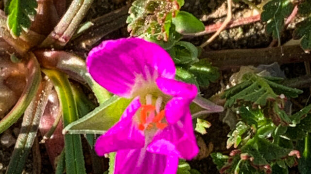 Calandrinia menziesii Red Maids, Calandrinia menziesii