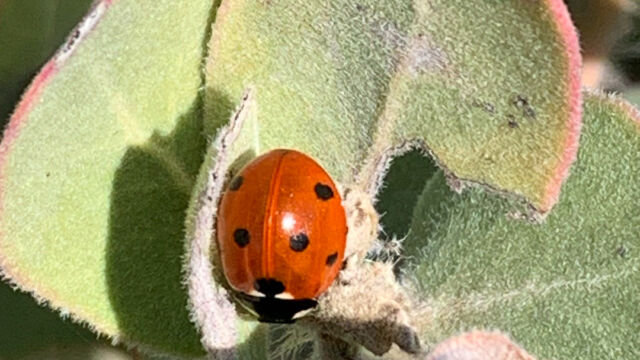 Coccinella septempunctata Seven-spotted Lady Beetle, Coccinella septempunctata