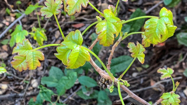 Toxicodendron diversilobum Pacific Poison Oak, Toxicodendron diversilobum
