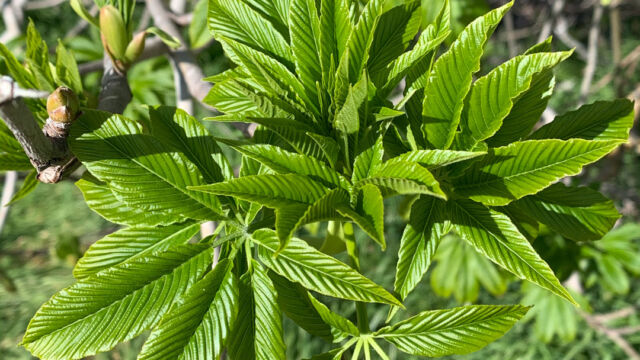 Aesculus californica California buckeye, Aesculus californica