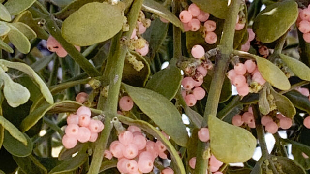 Phoradendron sp. Mistletoe, Phoradendron sp.