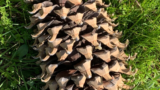 Pinus coulteri Coulter Pine, Pinus coulteri