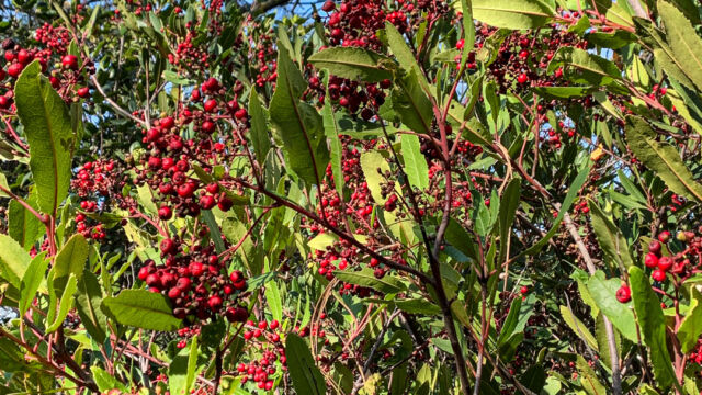 Heteromeles arbutifolia Toyon, Heteromeles arbutifolia