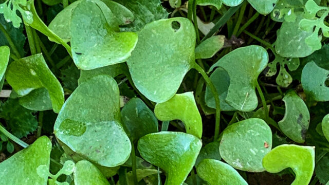 Claytonia perfoliata Miner's Lettuce, Claytonia perfoliata