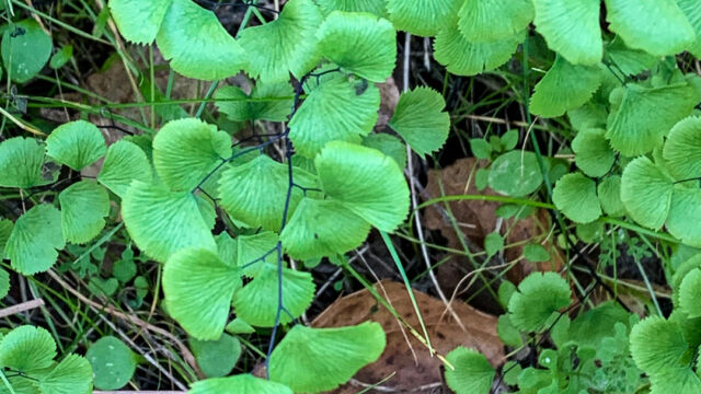 Adiantum jordanii California Maidenhair Fern, Adiantum jordanii