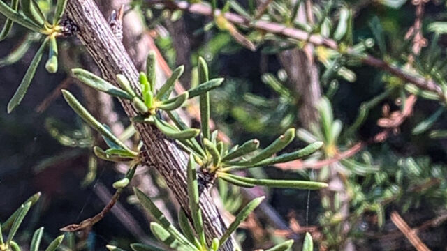 Adenostoma fasciculatum Chamise, Adenostoma fasciculatum