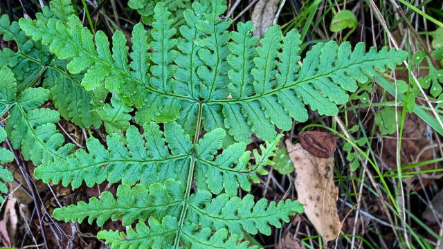 Pentagramma triangularis Goldback Fern, Pentagramma triangularis