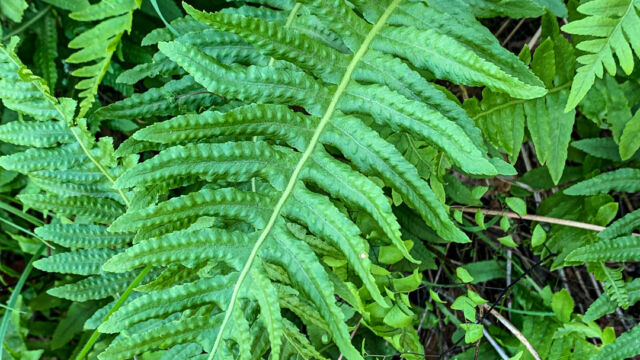 Genus Polypodium Polypody Ferns, Genus Polypodium