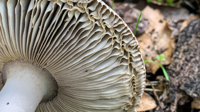 Genus Amanita Amanita Mushrooms, Genus Amanita