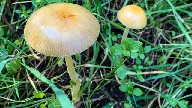 Bolbitius titubans Yellow Fieldcap, Bolbitius titubans