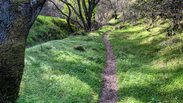 Some parts of the Coal Canyon trail are easy, shaded, and full of greenery. Lots of flowers will bloom here in a few weeks Coal Canyon trail