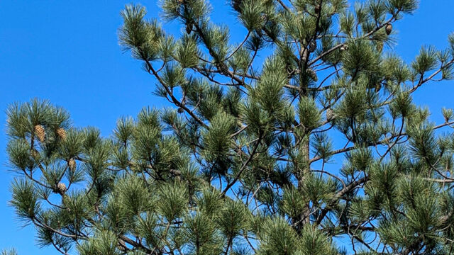 Pinus coulteri Coulter Pine, Pinus coulteri