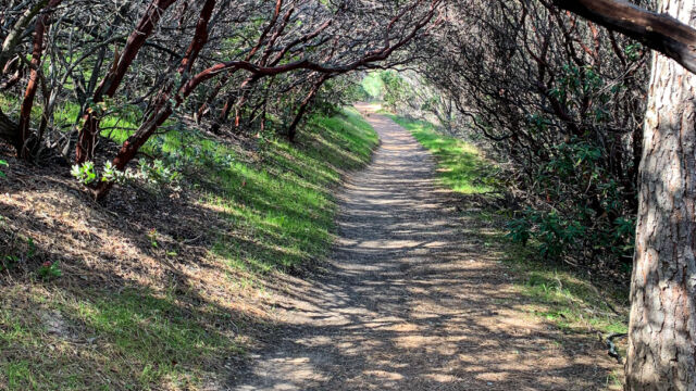 Easier grade under the manzanita on the Manhattan Canyon trail Manhattan Canyon Trail