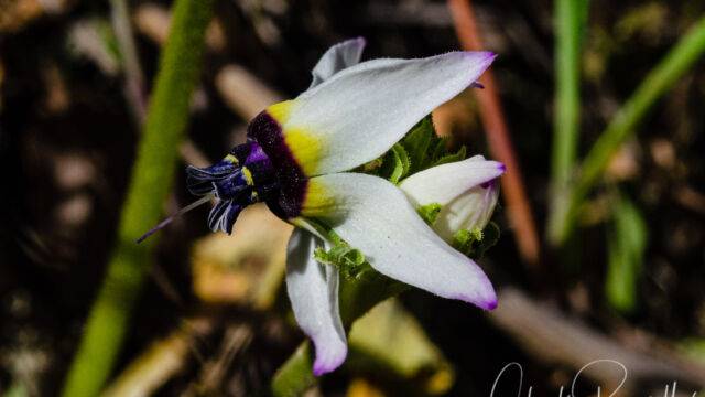Primula clevelandii var. patula Padre's shooting star, Primula clevelandii var. patula