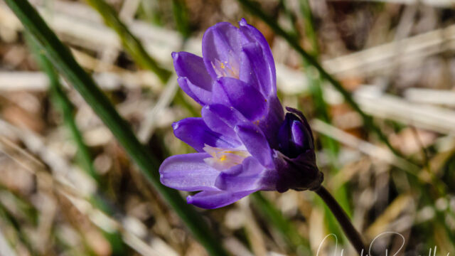 Dipterostemon capitatus subsp. capitatus, formerly Dichelostemma capitatum ssp. capitatum Blue dicks, Dipterostemon capitatus subsp. capitatus