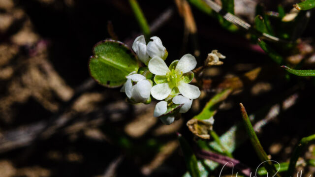 Lepidium nitidum Shining pepper grass, Lepidium nitidum