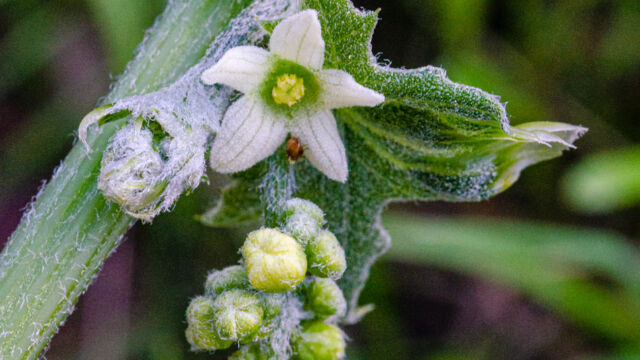 Marah fabacea California Manroot, Marah fabacea
