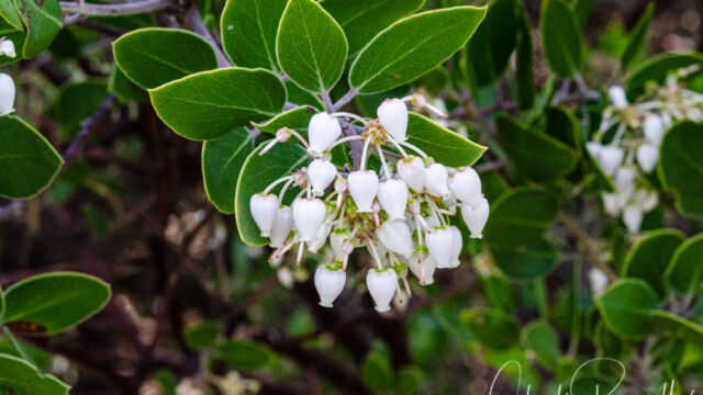 Arctostaphylos manzanita ssp. manzanita Common Manzanita, Arctostaphylos manzanita ssp. manzanita