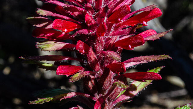 Pedicularis densiflora Warrior's plume, Pedicularis densiflora