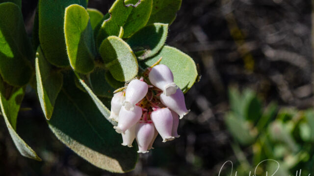 Arctostaphylos auriculata. CNPS Rank 1B.3 Mount Diablo manzanita, Arctostaphylos auriculata