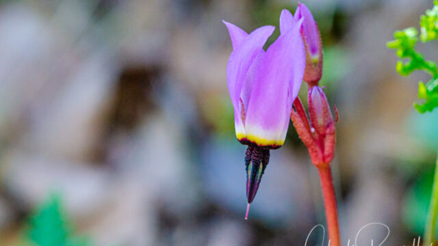 Primula hendersonii Mosquito bill, Primula hendersonii