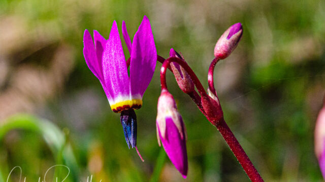 Primula hendersonii Mosquito bill, Primula hendersonii