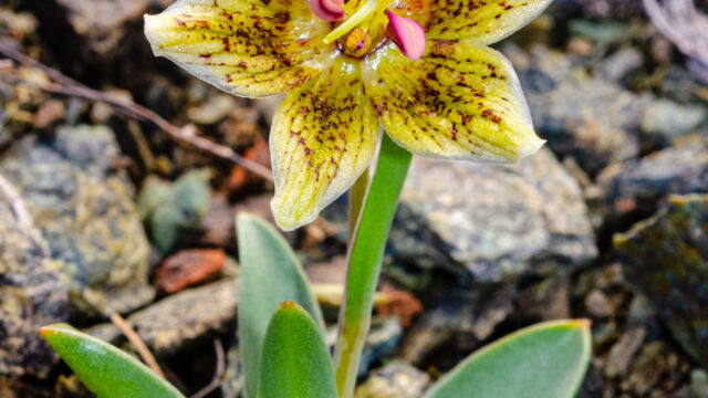 Fritillaria purdyi. CNPS rank 4.3 Purdy's fritillary, Fritillaria purdyi