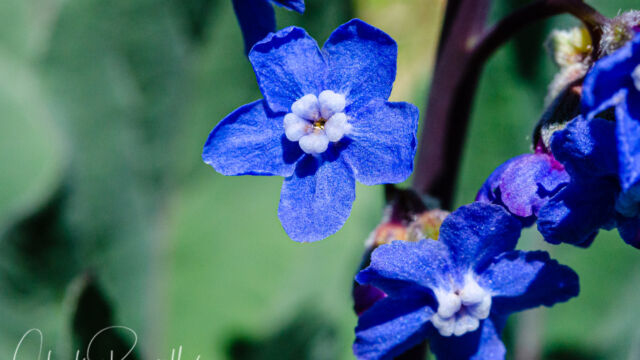 Cynoglossum grande (Adelinia grande) Pacific hound's tongue, Cynoglossum grande